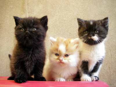 Leilababies 25.07.2007